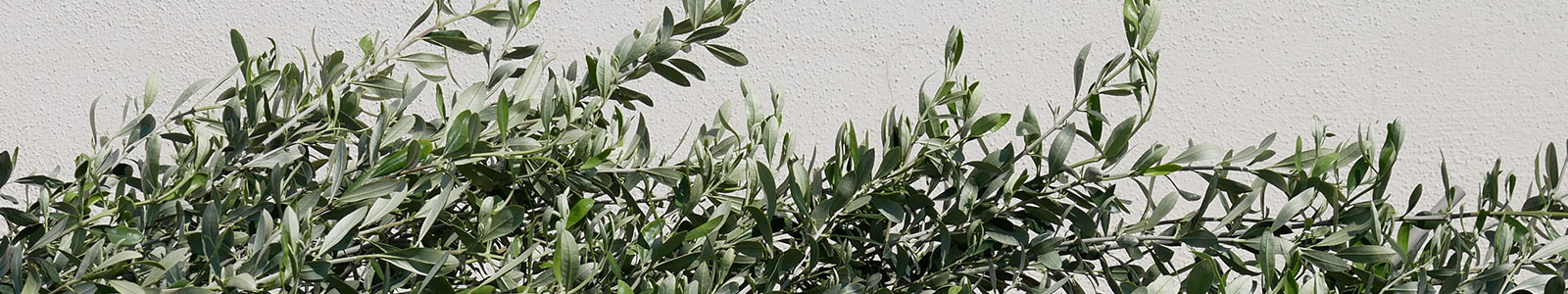 New olive trees in Masseria La Lazzara