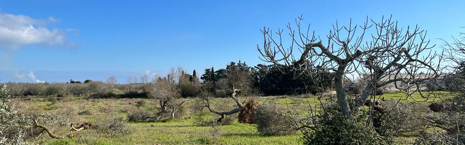 olive grove affected by Xylella