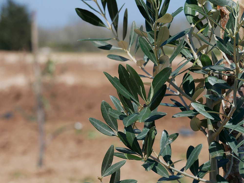 Phases of the replanting of the olive trees in Masseria La Lazzara