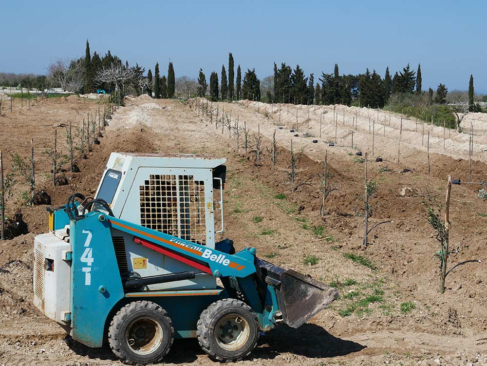 Phases of the replanting of the olive trees in Masseria La Lazzara