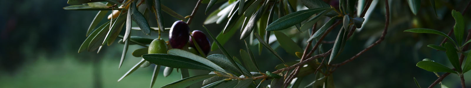 Olive dalla Masseria La Lazzara