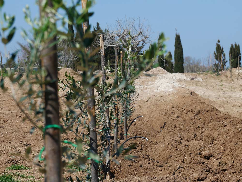 Fasi della ripiantumazione degli olivi in Masseria La Lazzara